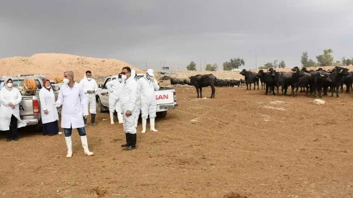 Crimean-Congo hemorrhagic fever: What is deadly nose bleed fever spreading in Iraq that is causing people to bleed to death?